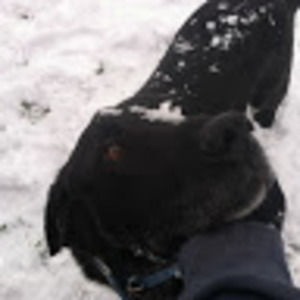 Meet your Posher, Lovejoy